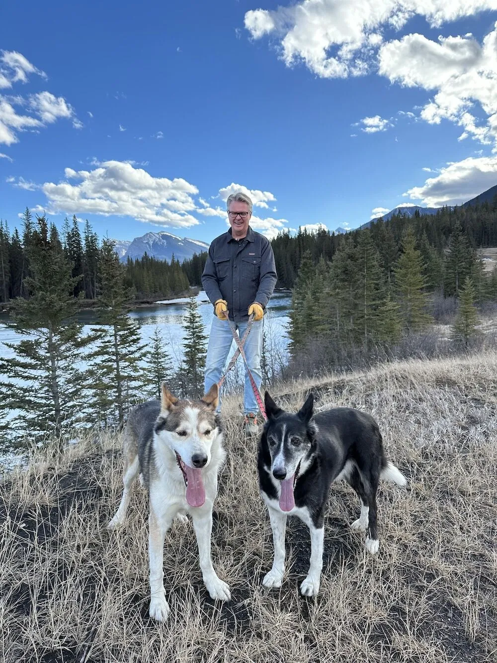 Husky Adoption Update: Bandit’s Life In Banff - Snowy Owl Sled Dog Tours