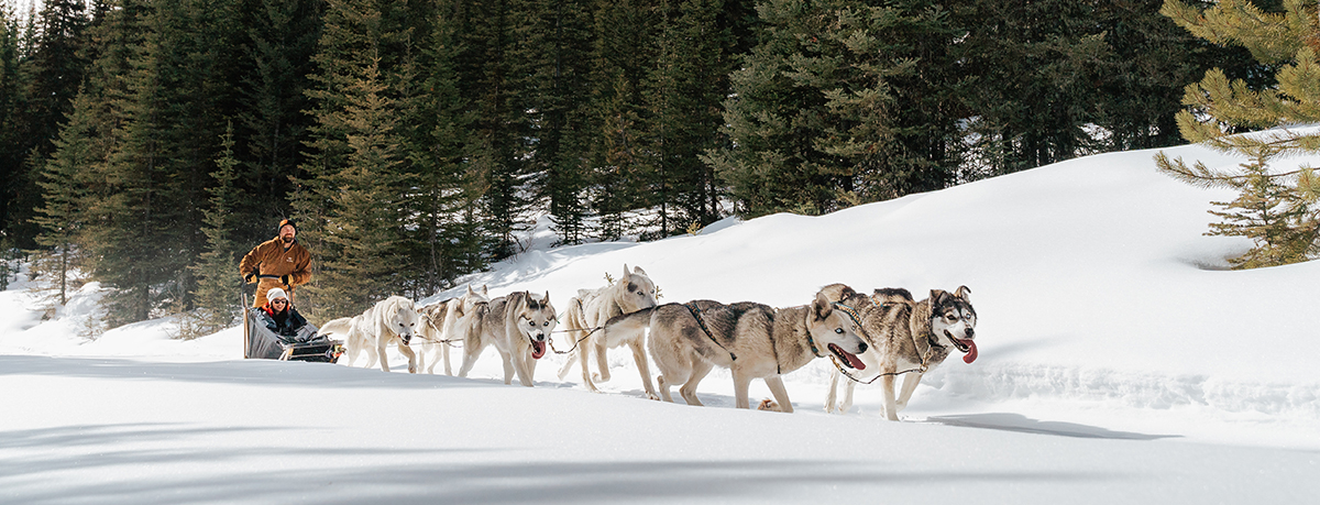 7 Breeds Of Husky Heroes At Snowy Owl Tours - Snowy Owl Sled Dog Tours