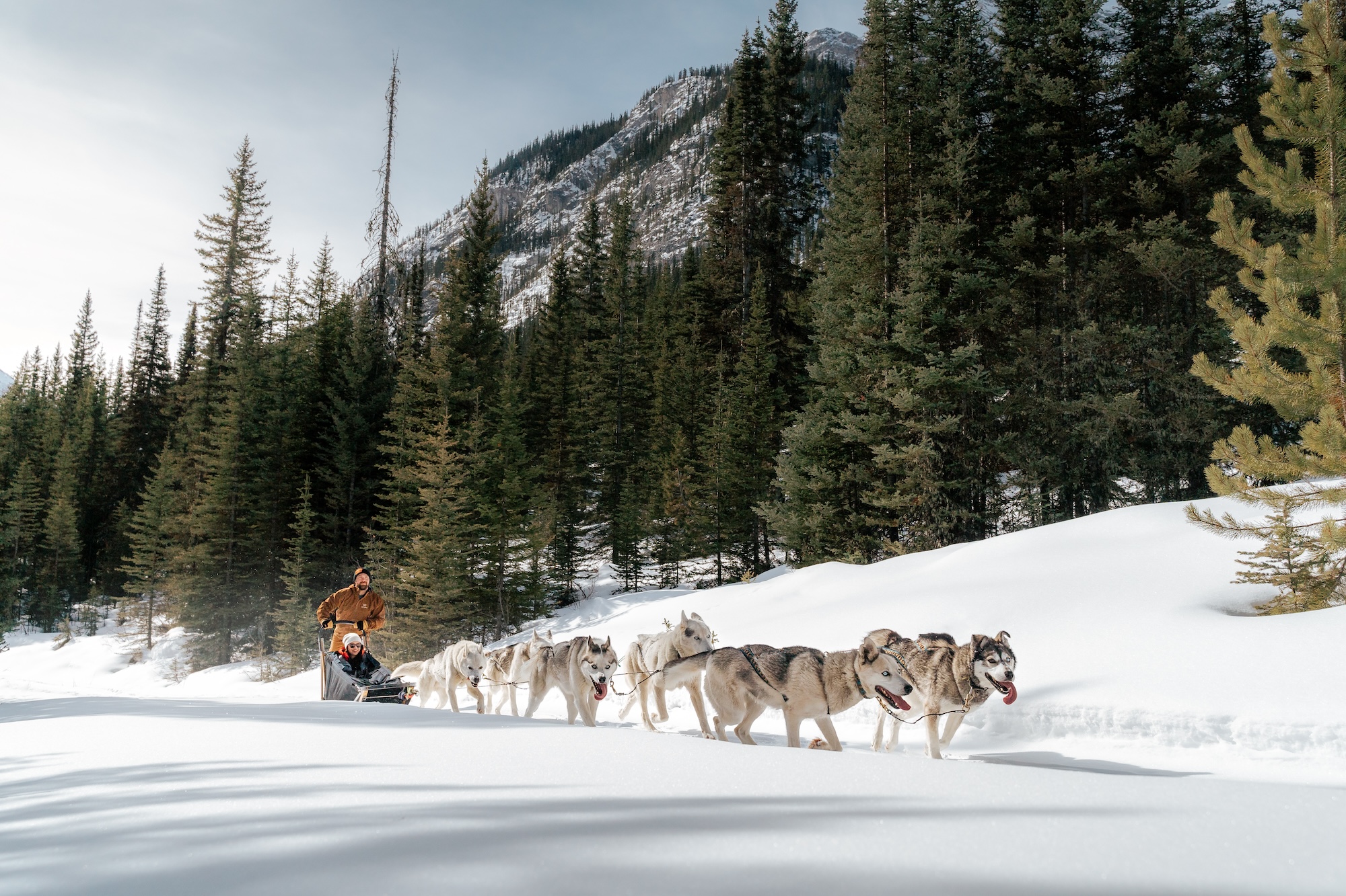 Home - Snowy Owl Sled Dog Tours